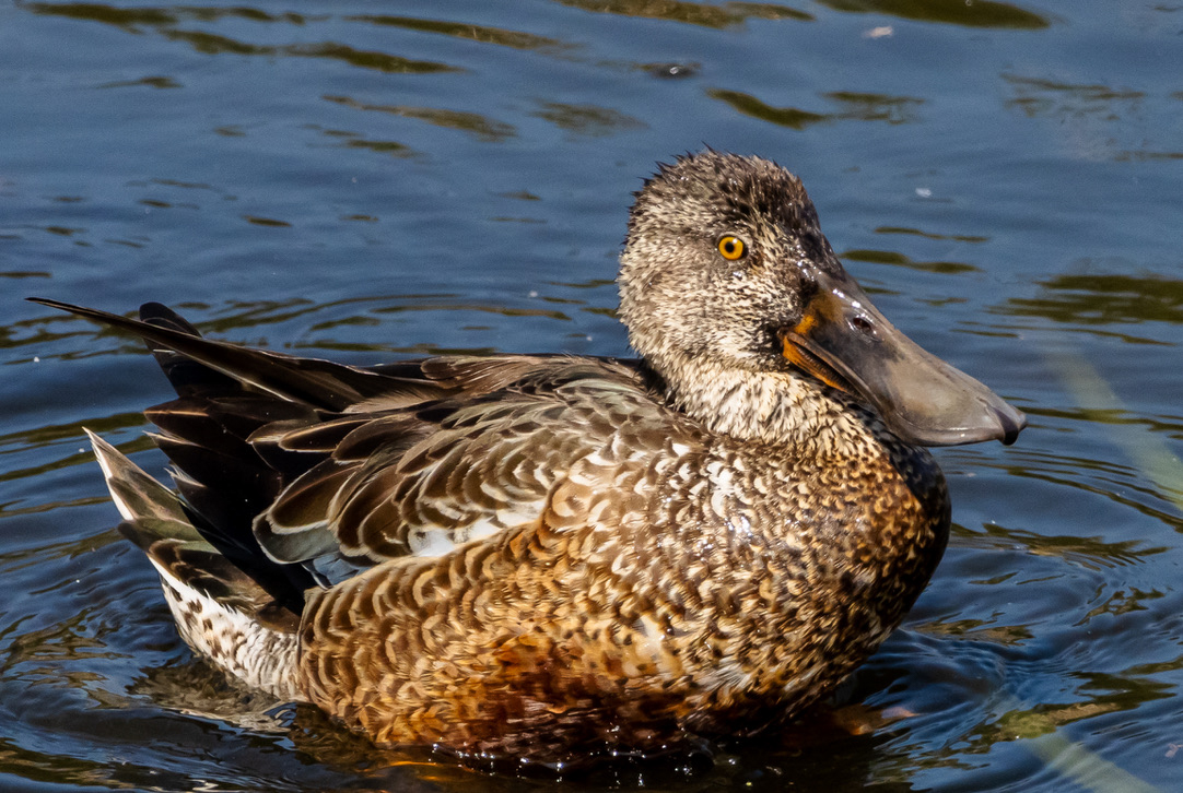 PATO DESCANSANDO SOBRE EL AGUA