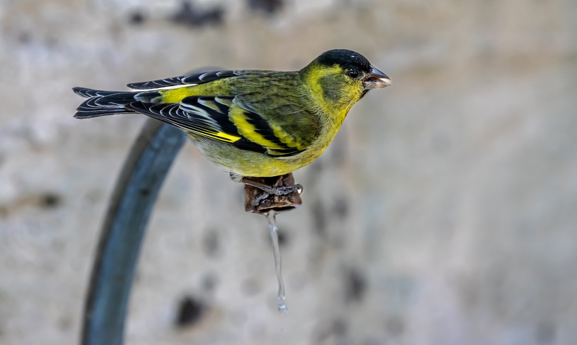 PAJARO AMARILLO Y NEGRO POSANDO SOBRE UNA RAMA DE UN ARBOL