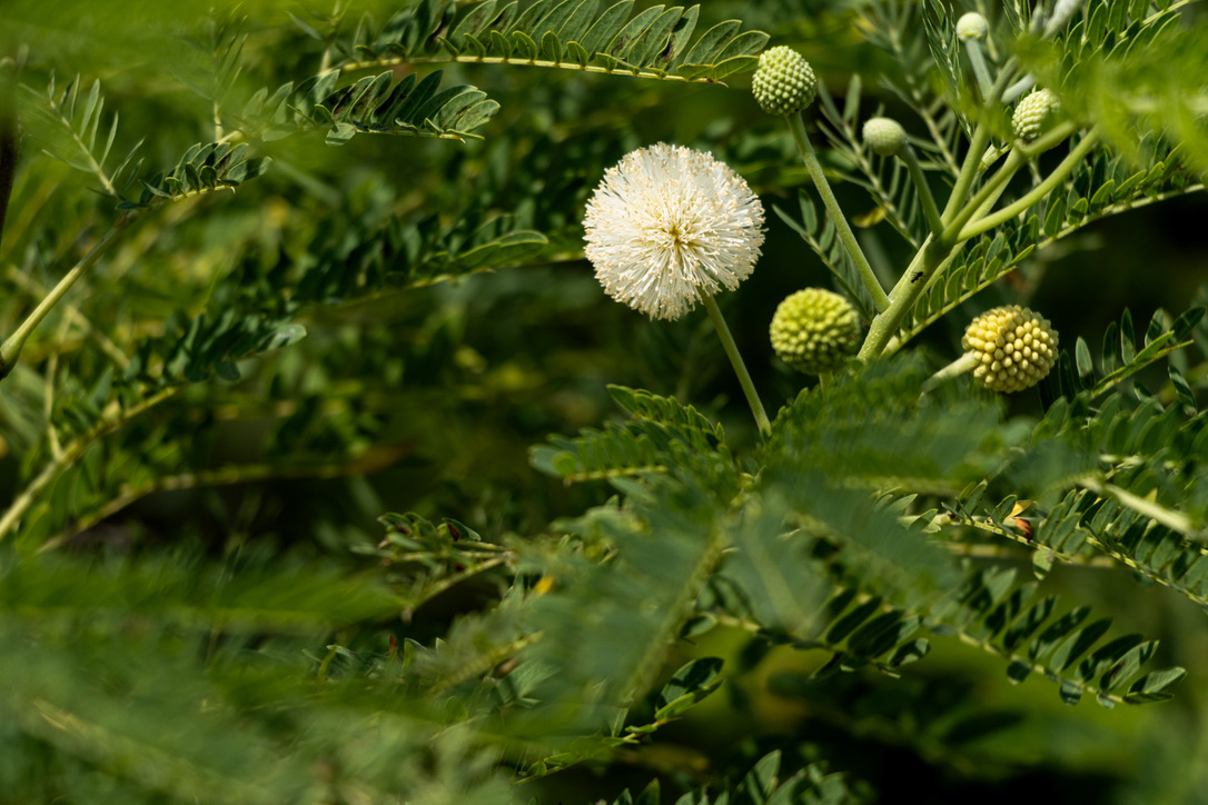 FLOR CON HOJAS VERDES