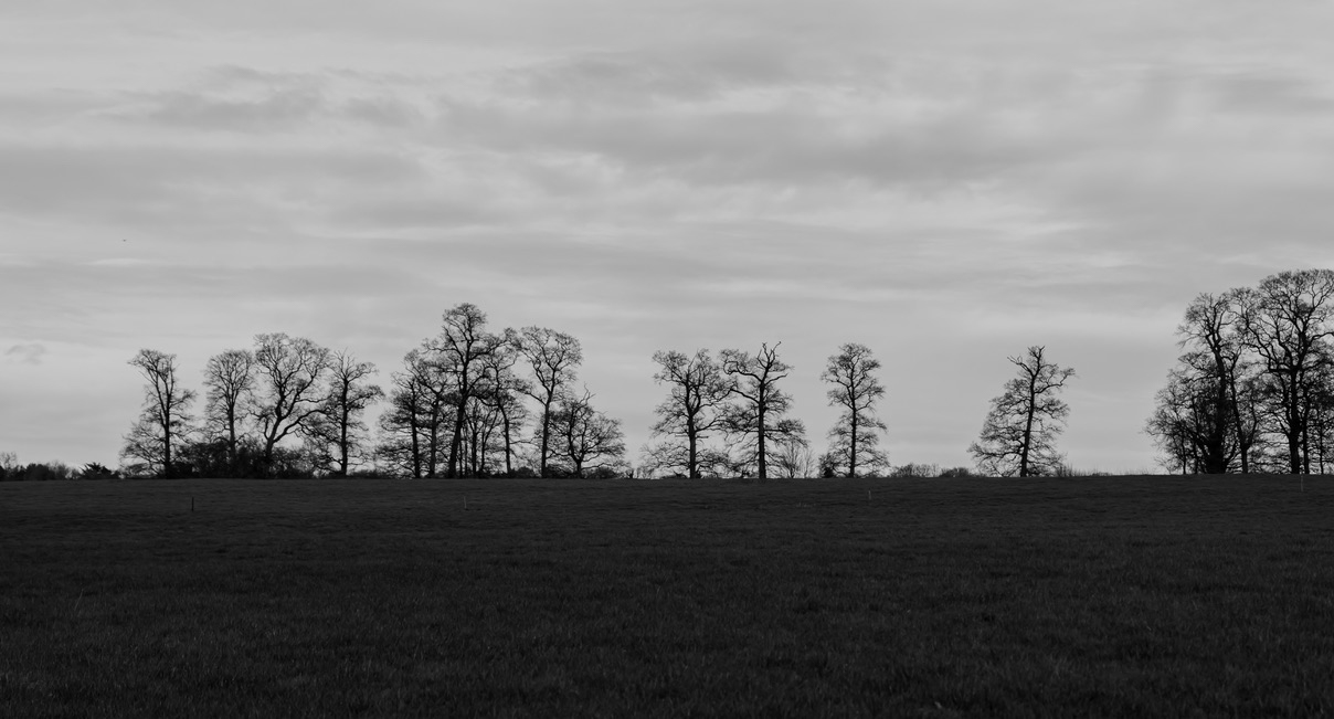 COLINA CON ARBOLES A CONTRALUZ