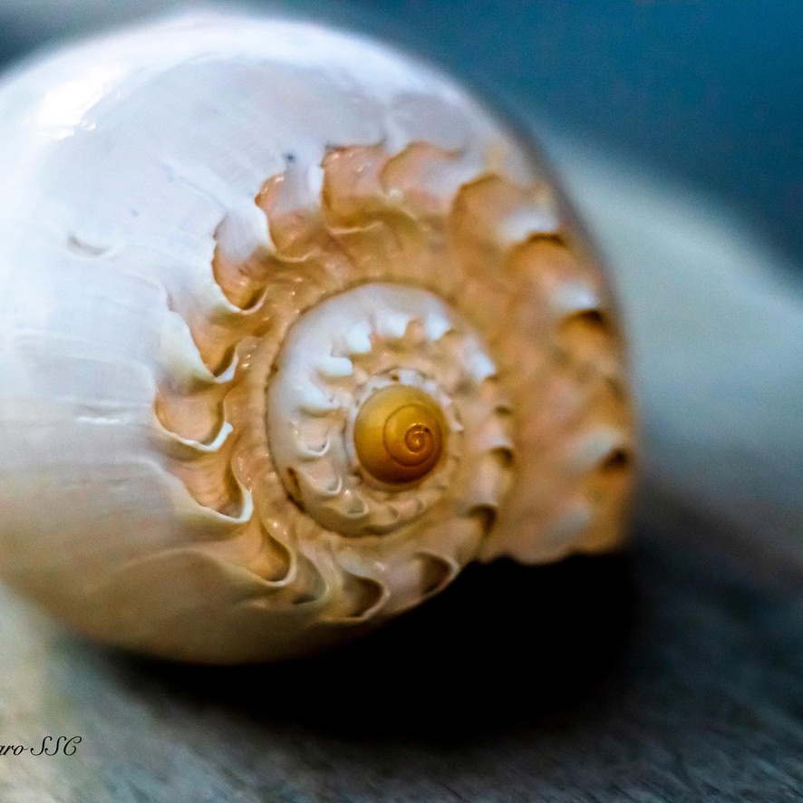 CONCHA MARINA SOBRE UNA SUPERFICIE AZUL